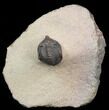 Pseudocryphaeus (Cryphina) Trilobite #39836-1